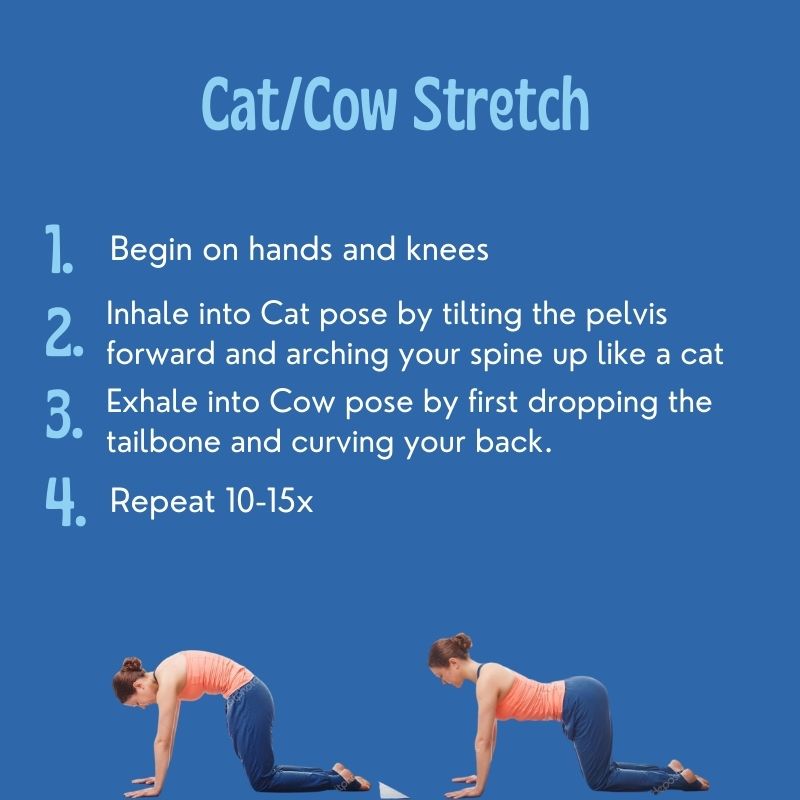 cat cow stretch